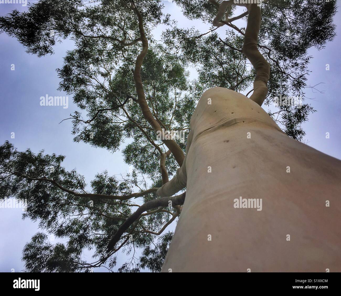 Looking up at eucalyptus tree Stock Photo