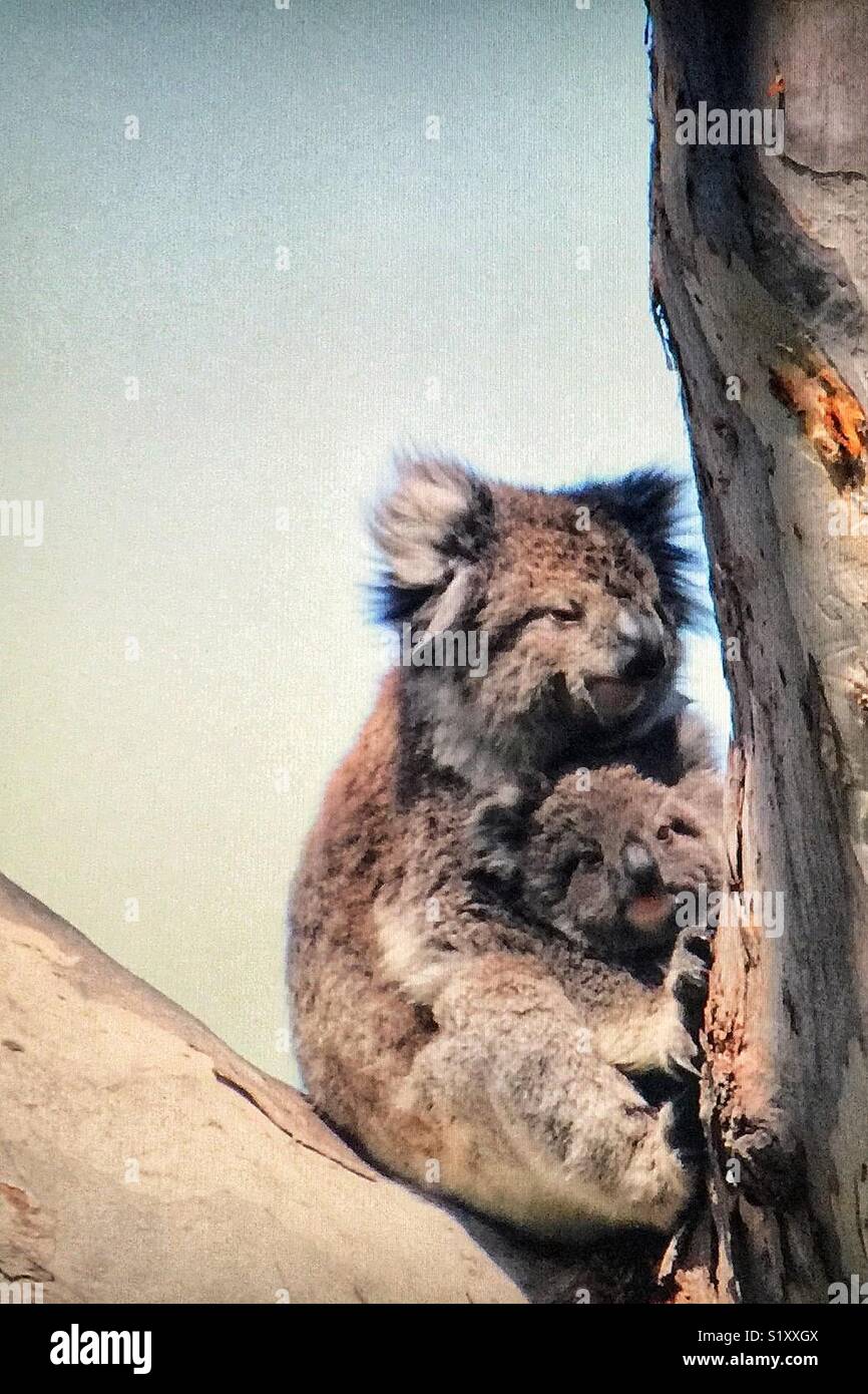The koala is an arboreal herbivorous marsupial native to Australia. It
