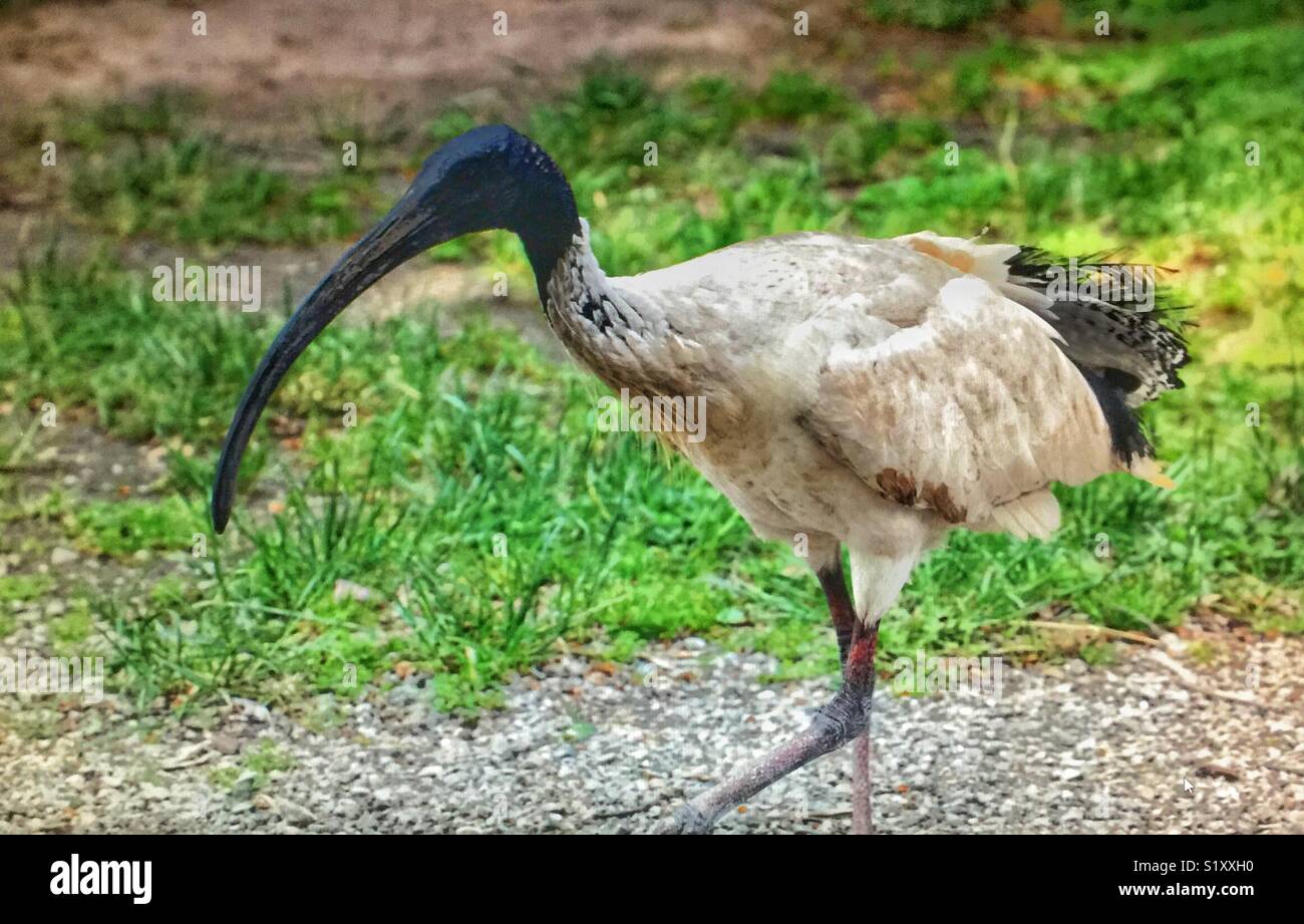 The Australian white ibis (Threskiornis molucca) is a wading bird of the ibis family , Threskiornithidae. It is widespread across much of Australia. - Smartphone Captured Stock Image