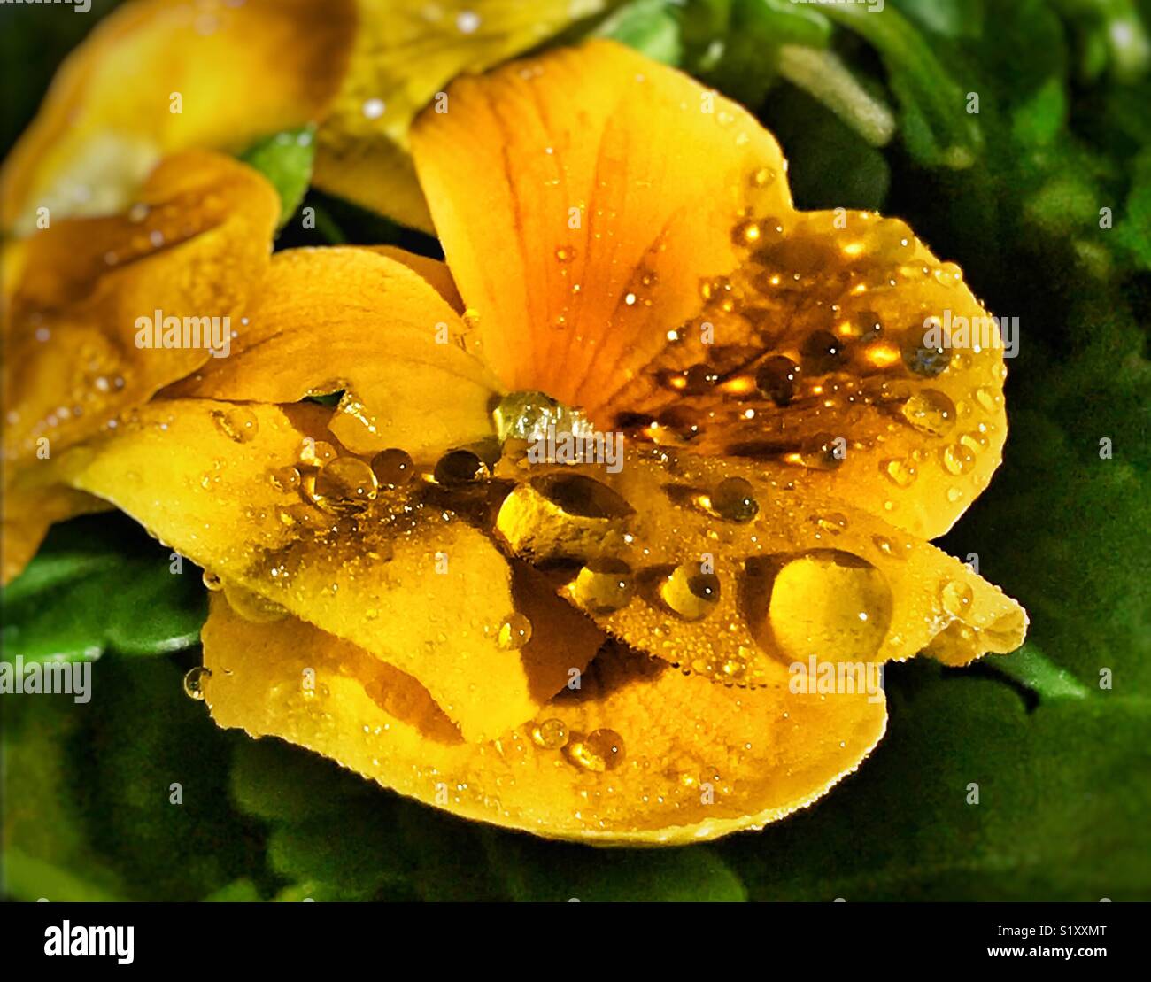 Yellow pansy flower with dewdrops in warm morning sunlight, Viola Wittrockiana - Smartphone Captured Stock Image