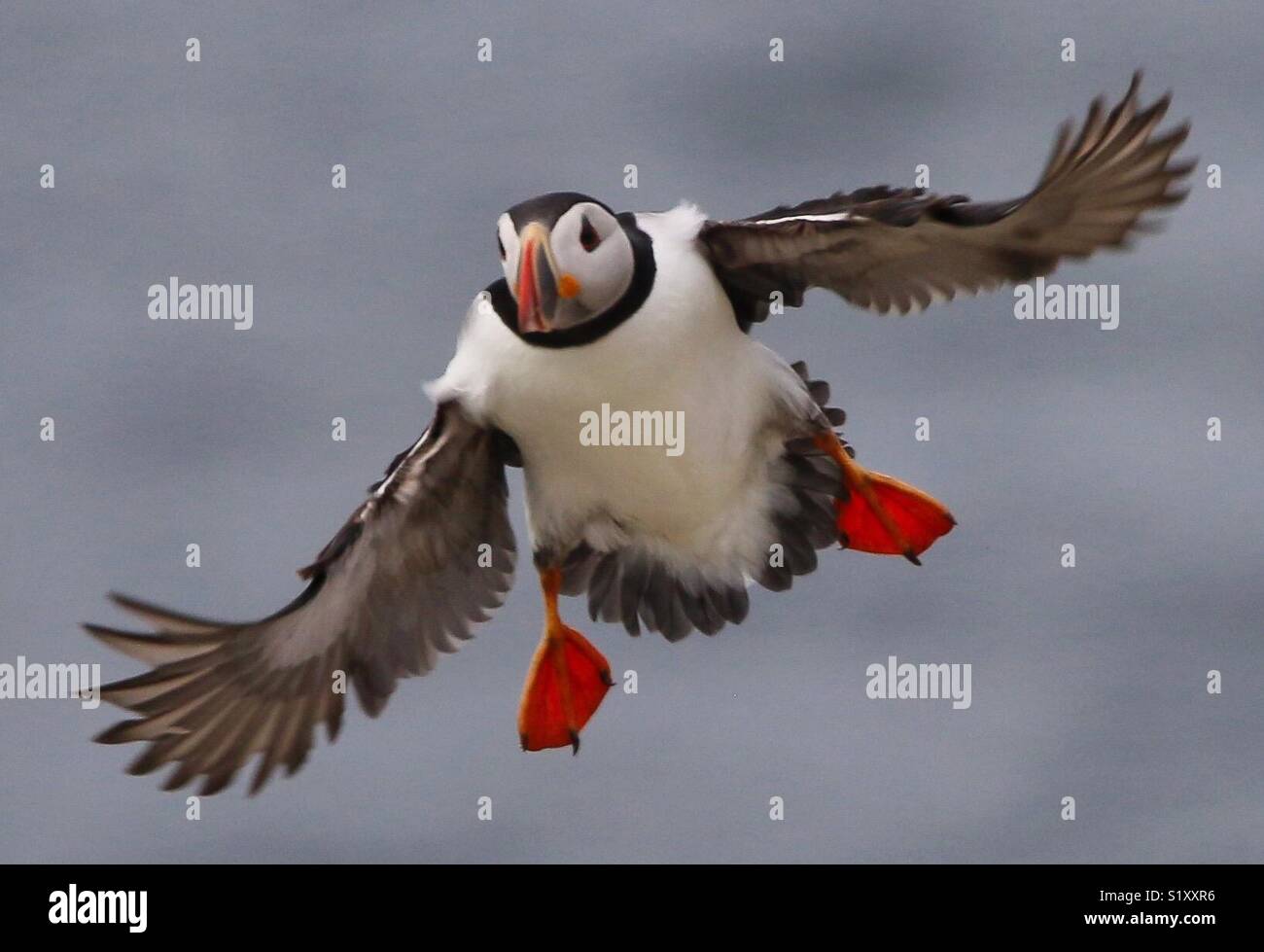 Atlantic Puffin in flight Stock Photo