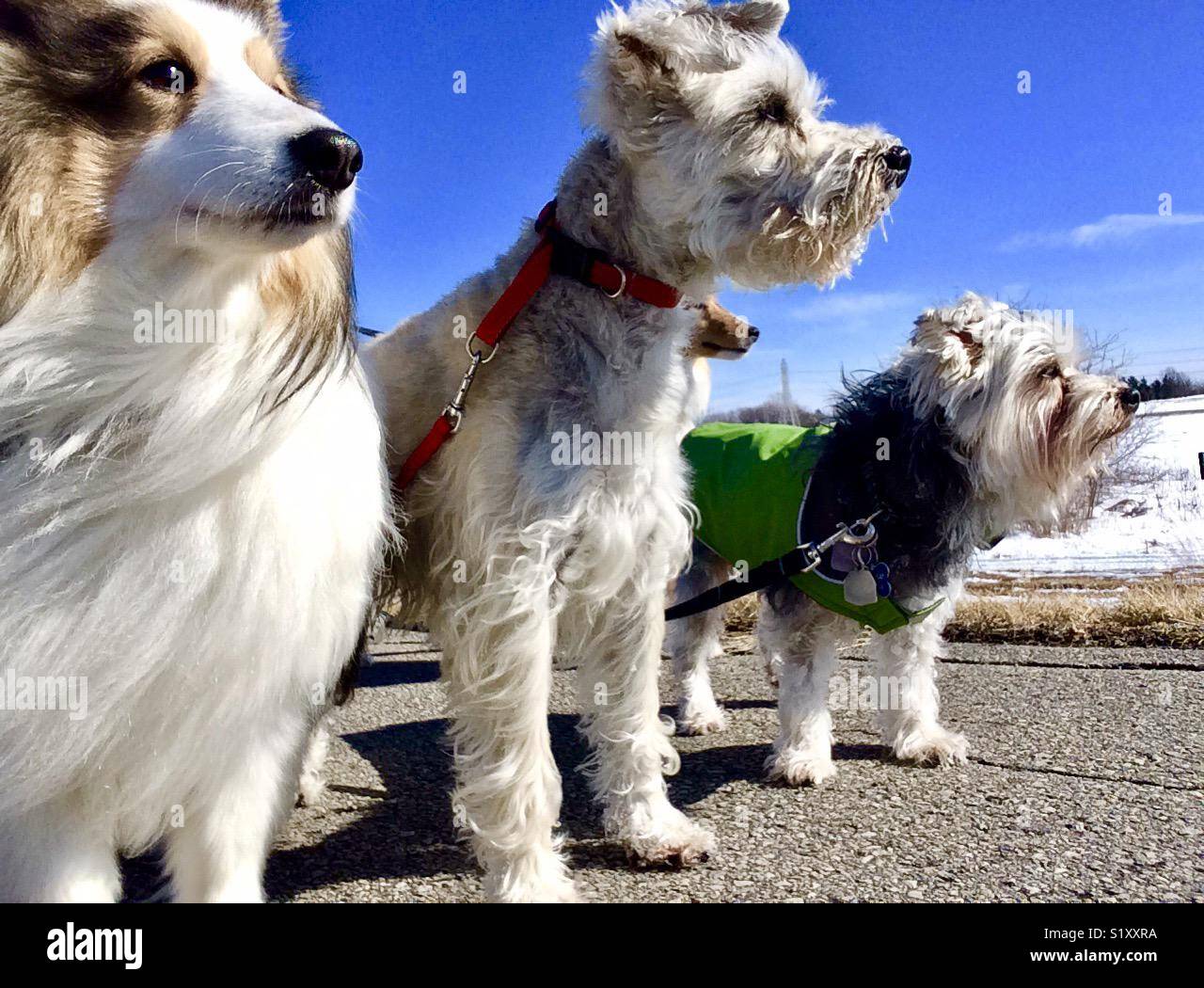 Dog pack walker Stock Photo