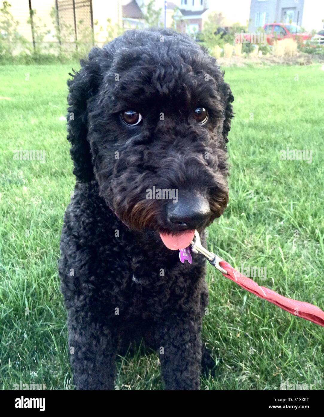 Smiling Portuguese water dog puppyc Stock Photo