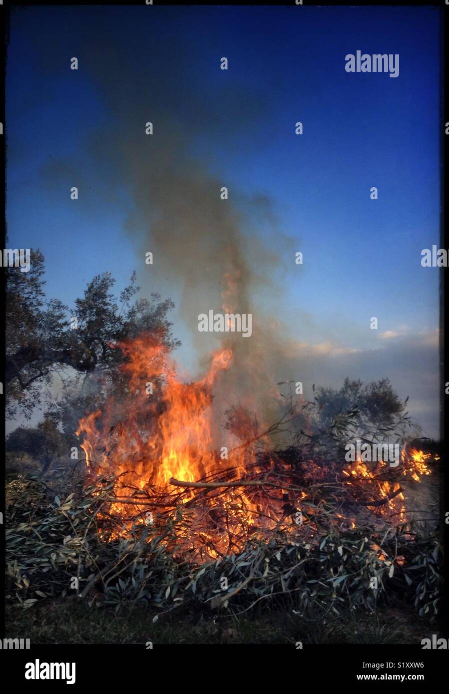 Traditional daybreak olive pruning bonfire, Catalonia, Spain. - Smartphone Captured Stock Image