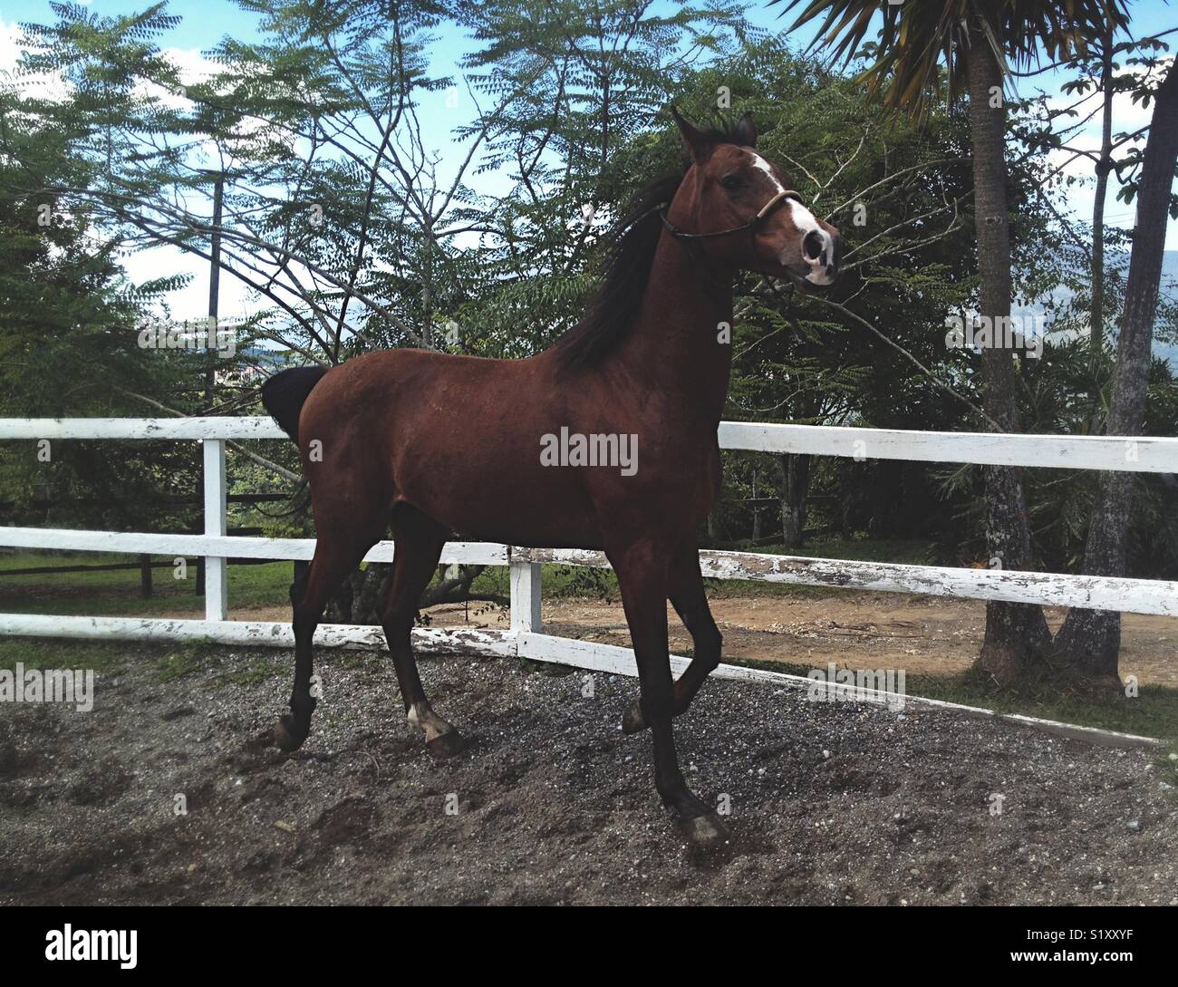 Beautiful Horse Galloping Stock Photo