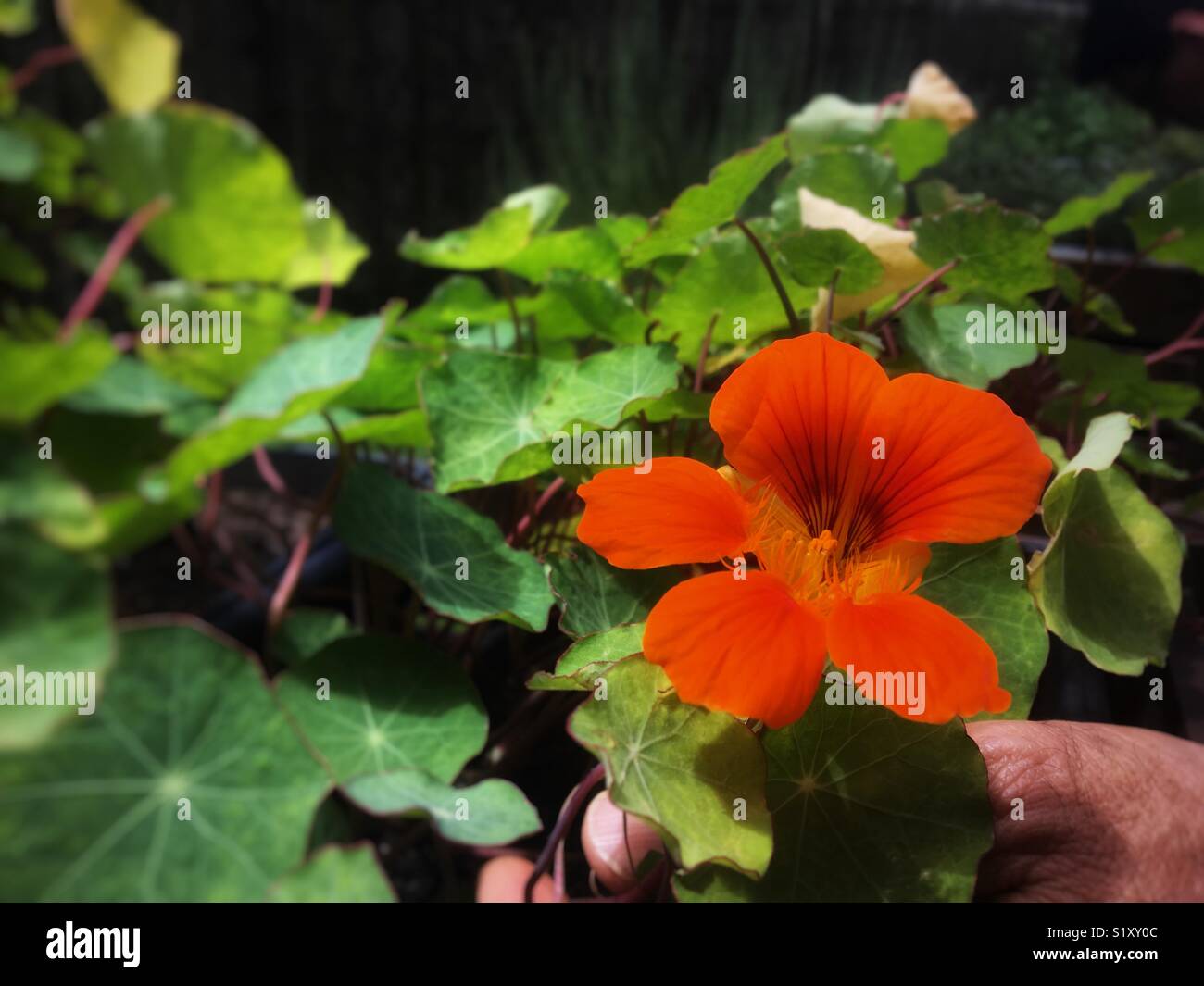Beautiful orange flower Stock Photo