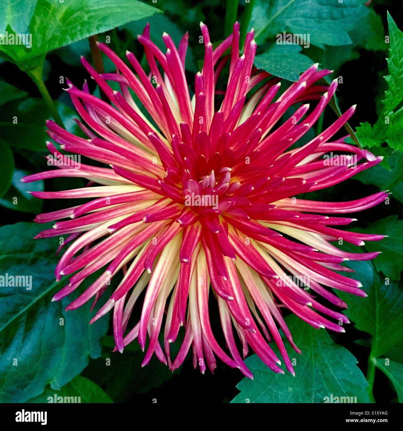 exotic Dahlia flower Stock Photo