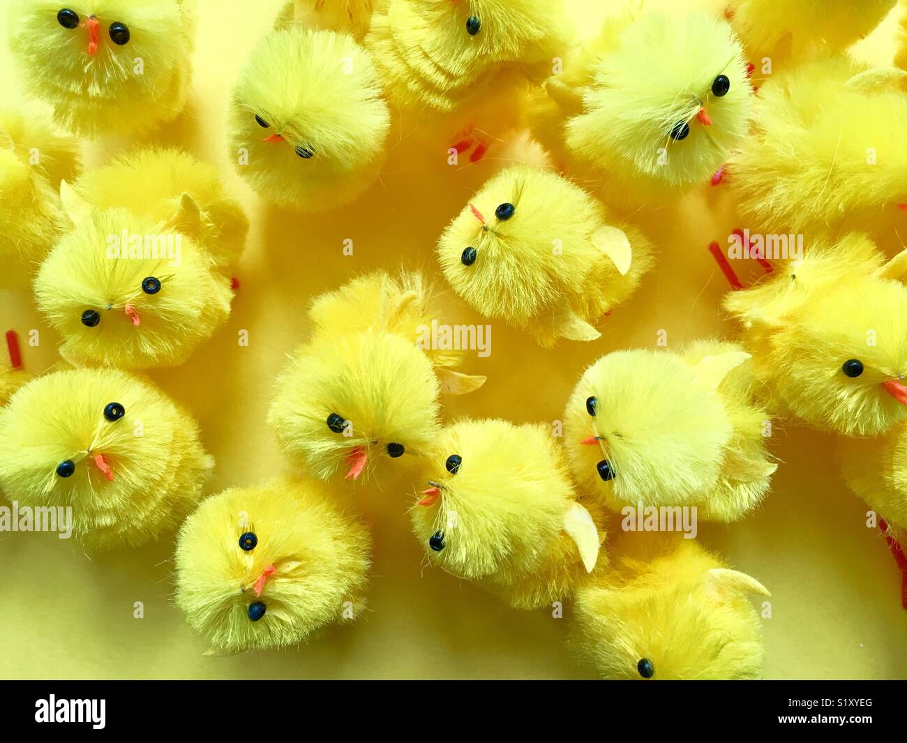 Decorative Easter chicks - Smartphone Captured Stock Image