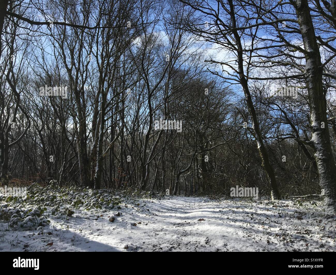 Snowy day walk in the woods - Smartphone Captured Stock Image