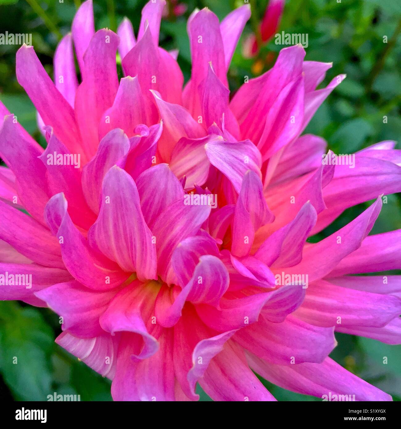 close-up of a pink Dahlia flower Stock Photo - Alamy