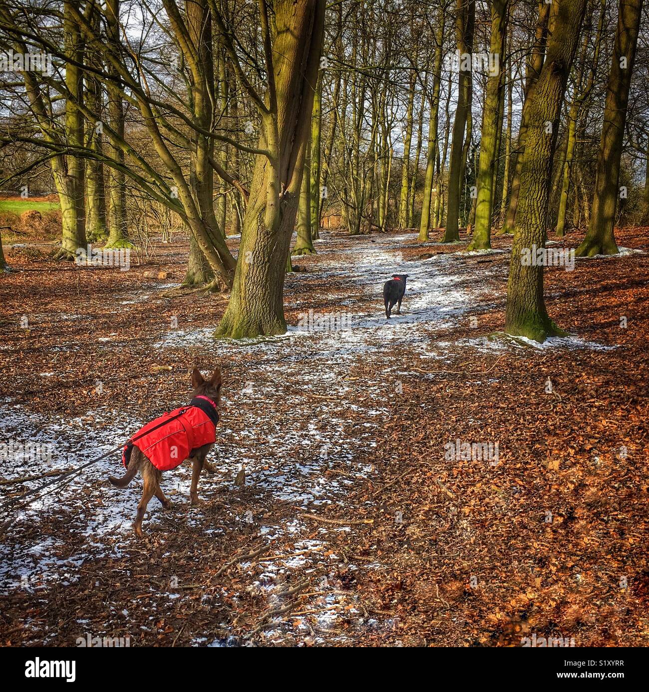 Two dogs walking in the woods with a sprinkling of snow - Smartphone Captured Stock Image