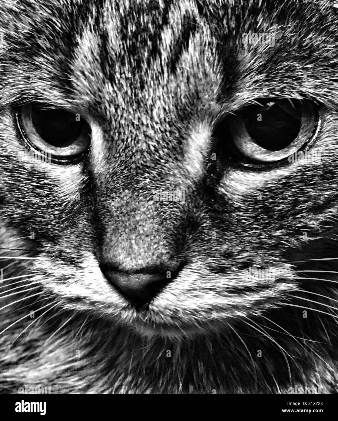 Black and white portrait of a tabby cat - Smartphone Captured Stock Image