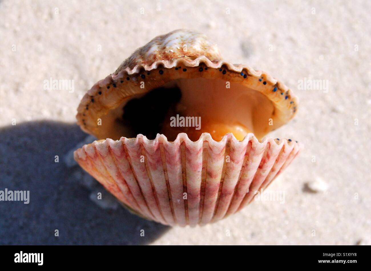 Scallop shell eyes hires stock photography and images Alamy