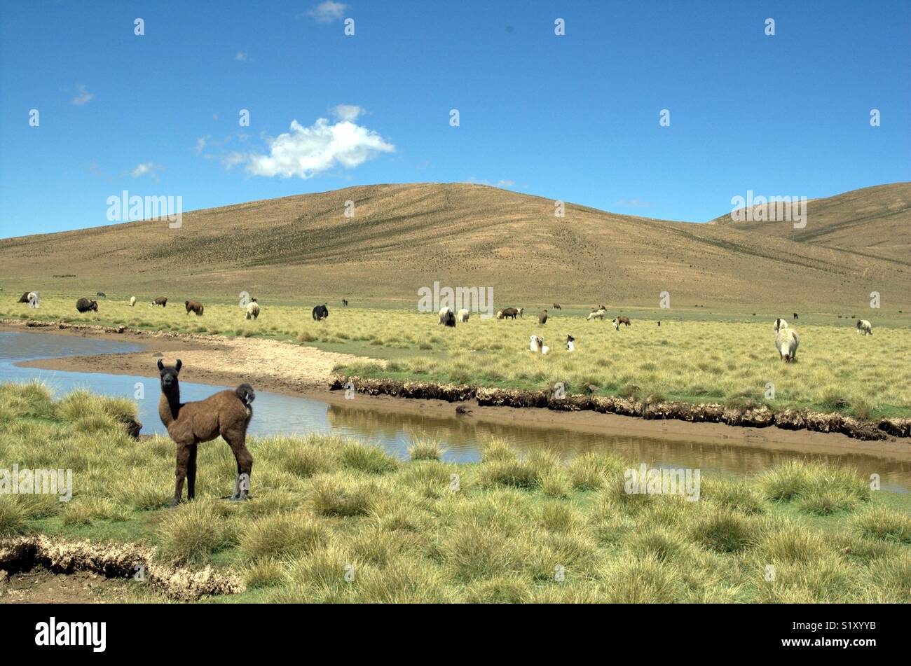 Llama in Bolivia - Smartphone Captured Stock Image
