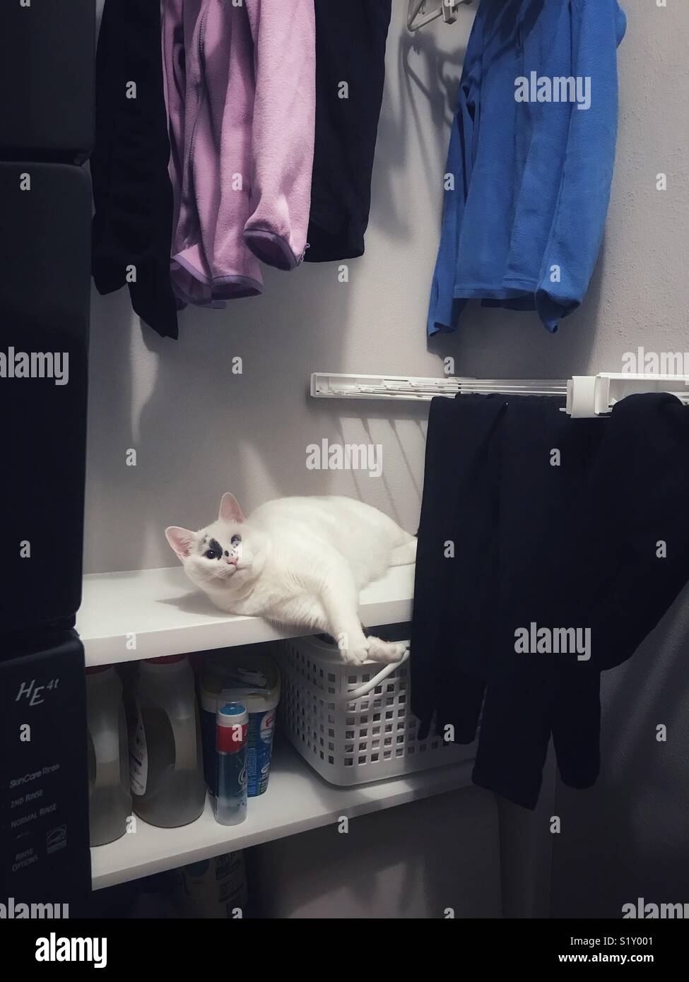 Cat lounges in laundry room Stock Photo Alamy