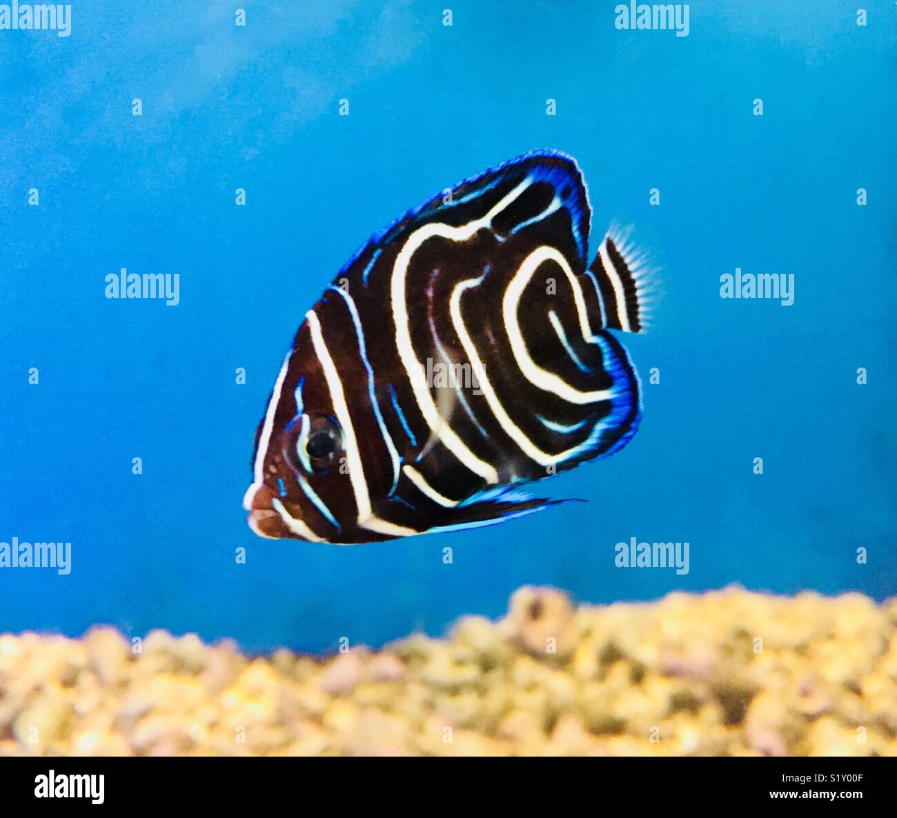 Vibrant black and white and blue tropical fish (juvenile Koran angelfish Pomacanthus semicirculatus) in clear water Stock Photo