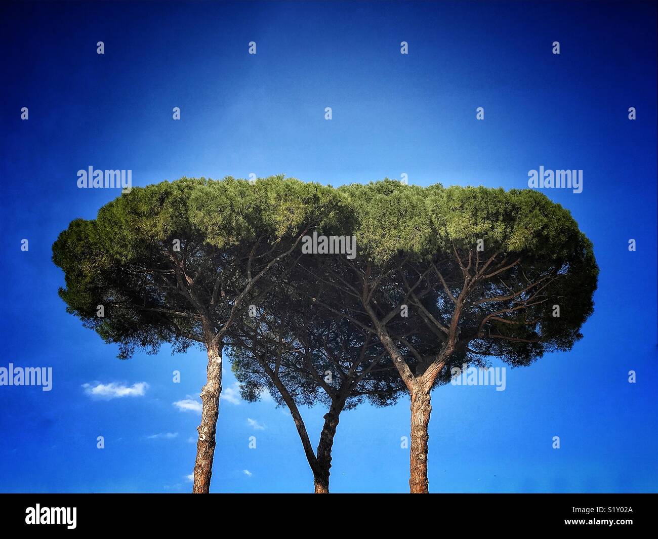 Umbrella pine trees, photographed an almost clear blue sky in Rome, Italy Stock Photo