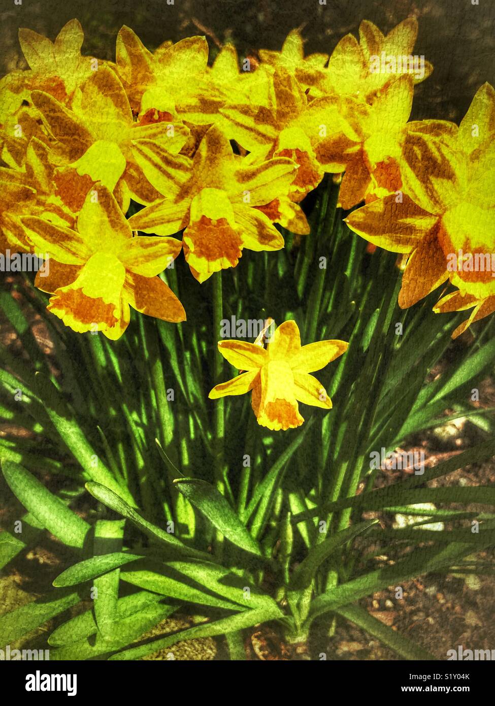 Daffodils in flower Stock Photo Alamy