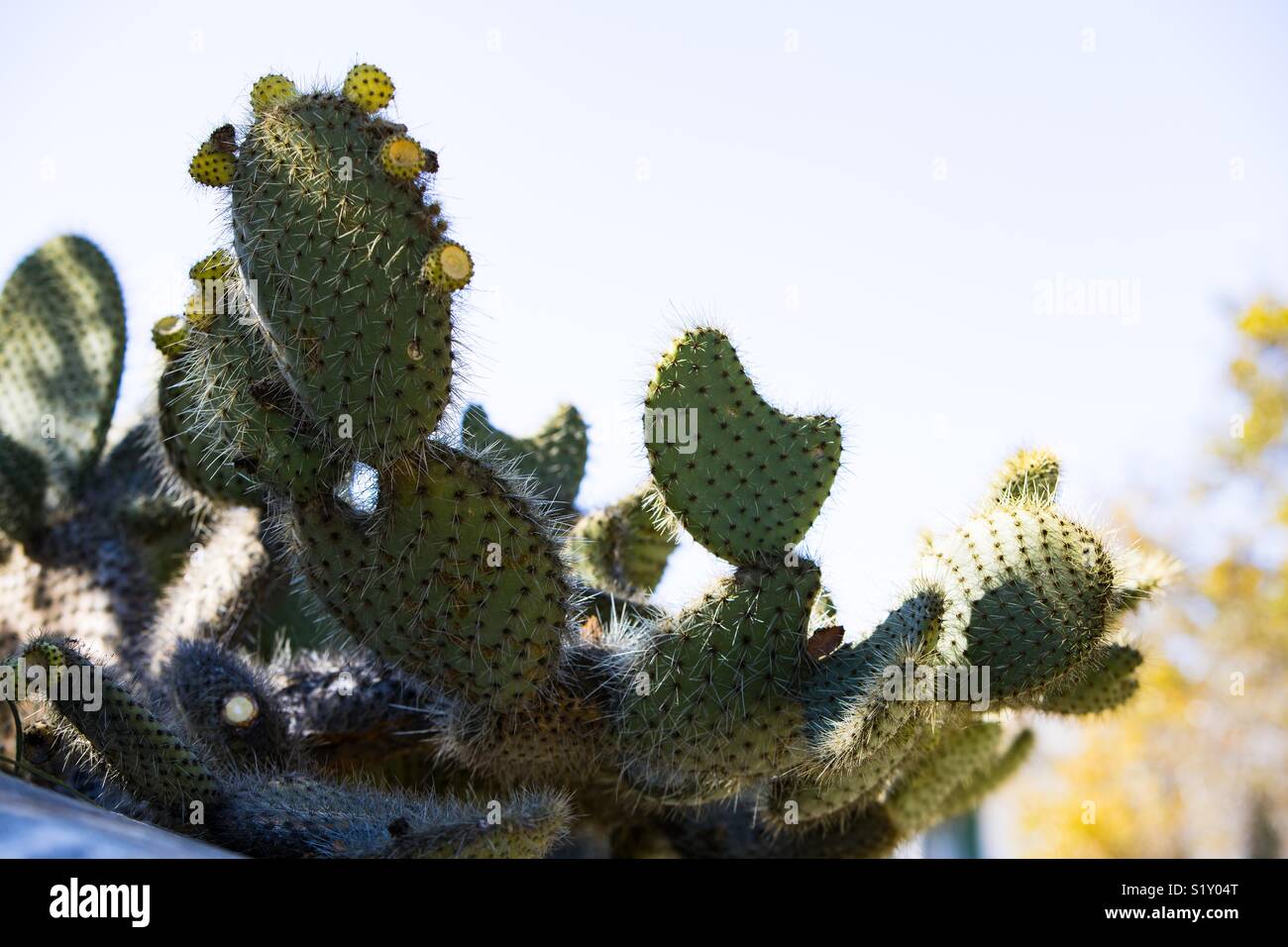 Prickly Pear.  Opuntia is a genus in the cactus family, Cactaceae. The most common culinary species is the Indian fig opuntia. Most culinary uses of the term 'prickly pear' refer to this species. Stock Photo