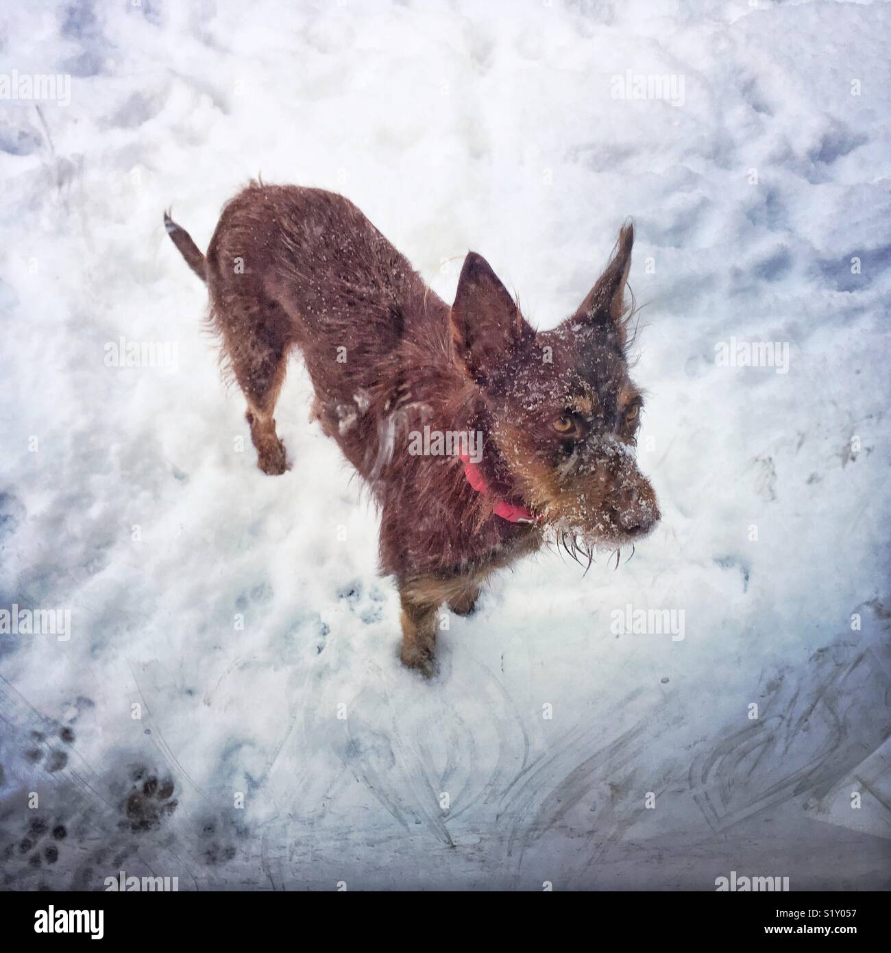 Little dog out in the snow - Smartphone Captured Stock Image
