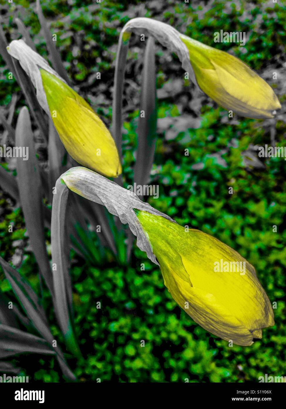 Yellow daffodil buds facing the sun - Smartphone Captured Stock Image