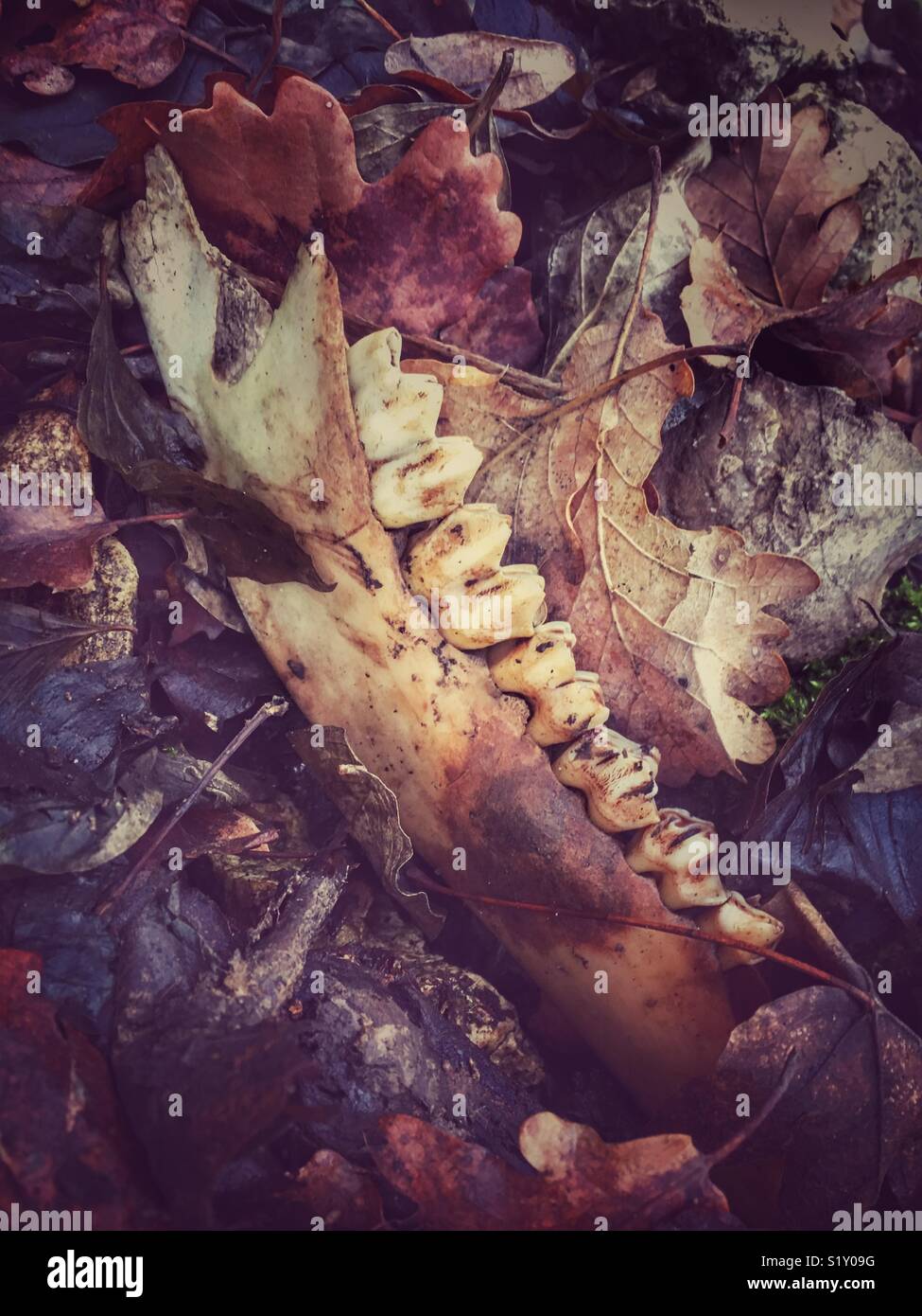 wild animal lower jaw on forest floor Stock Photo