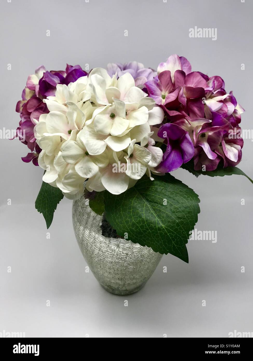 Silver leaf daisy hires stock photography and images Alamy