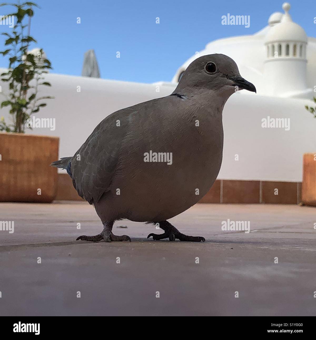 Collard dove on sun terrace - Smartphone Captured Stock Image