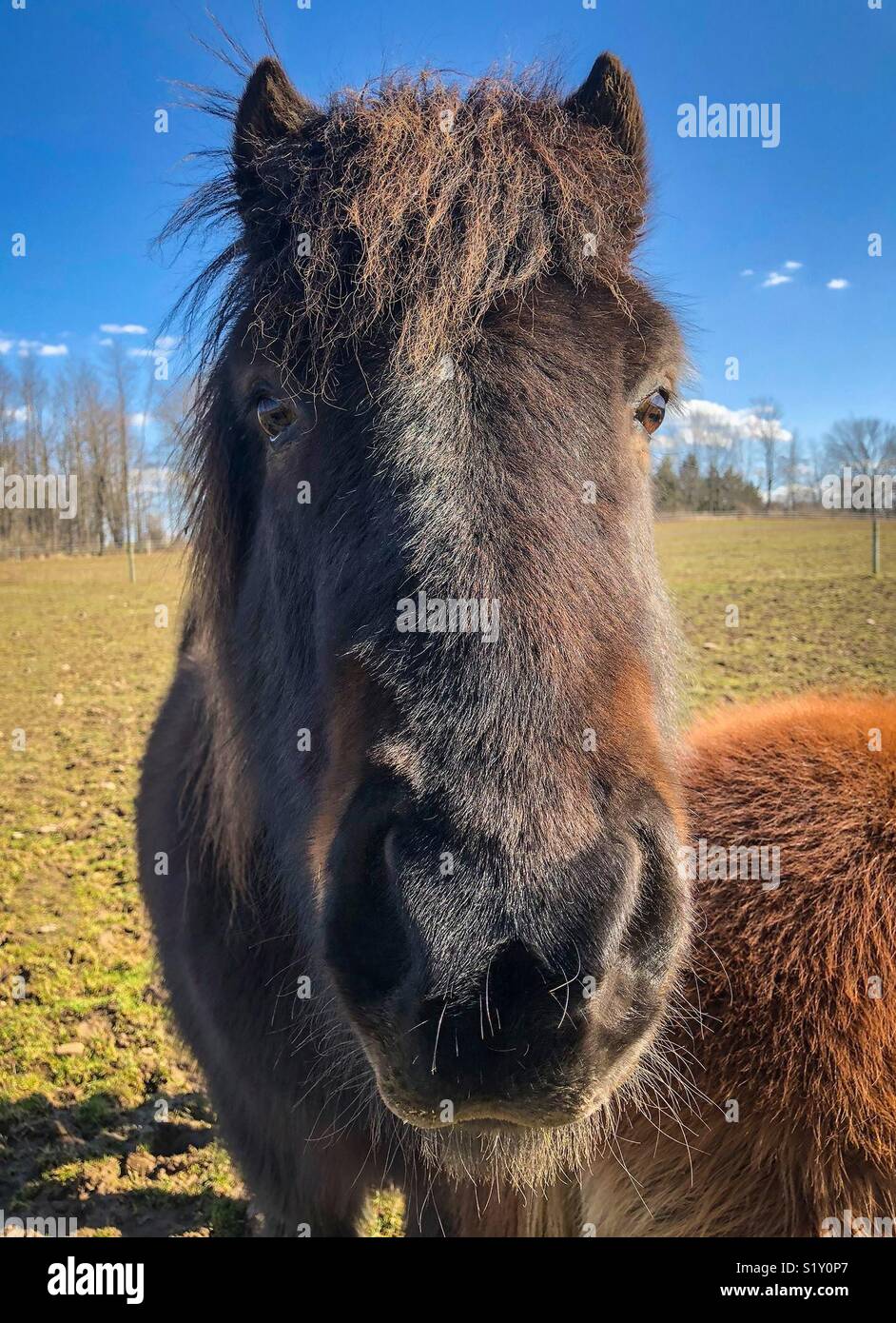 Close up of a fuzzy Icelandic horse in winter coat. - Smartphone Captured Stock Image