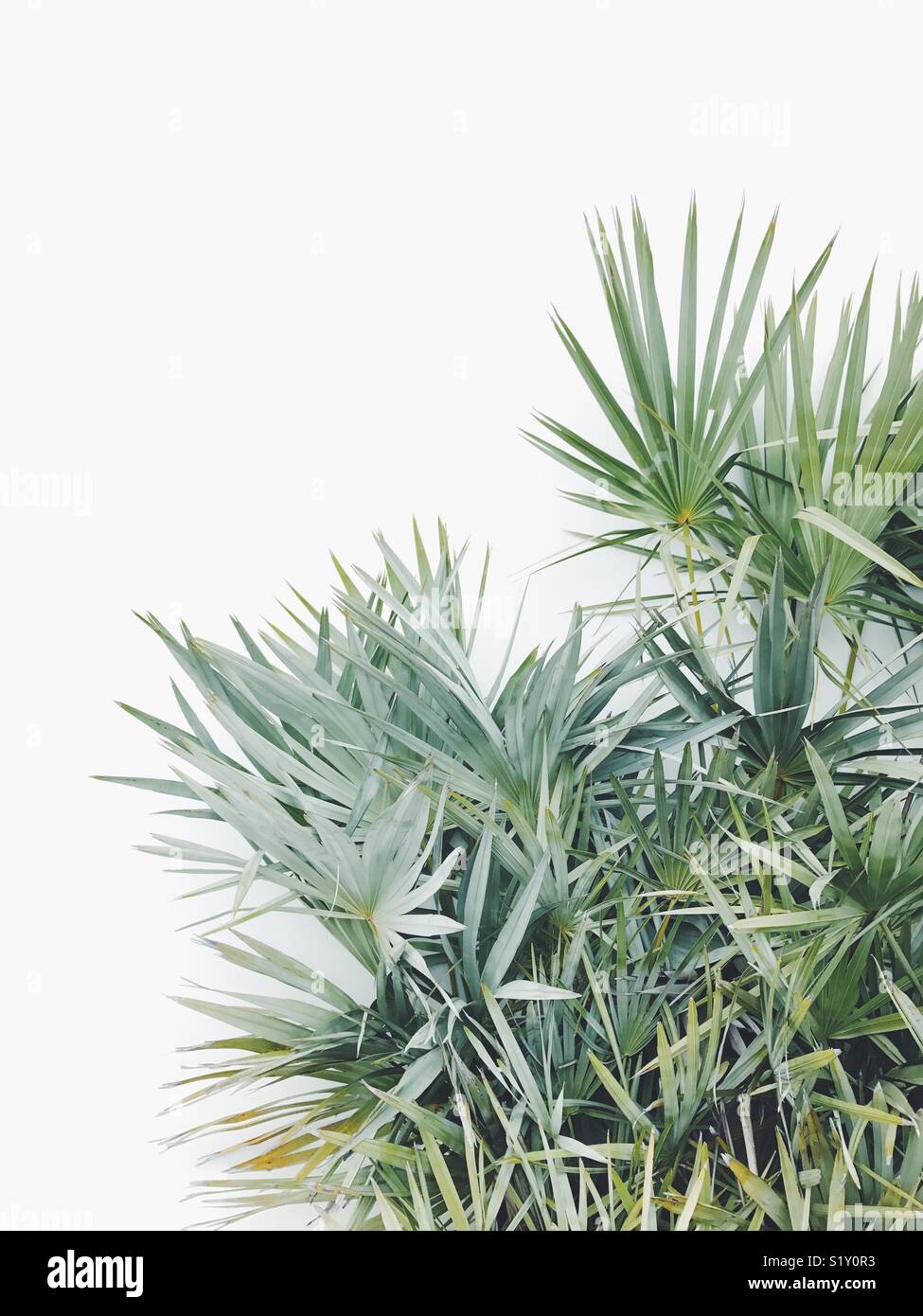Palmetto fronds against a white wall in Florida, USA. - Smartphone Captured Stock Image