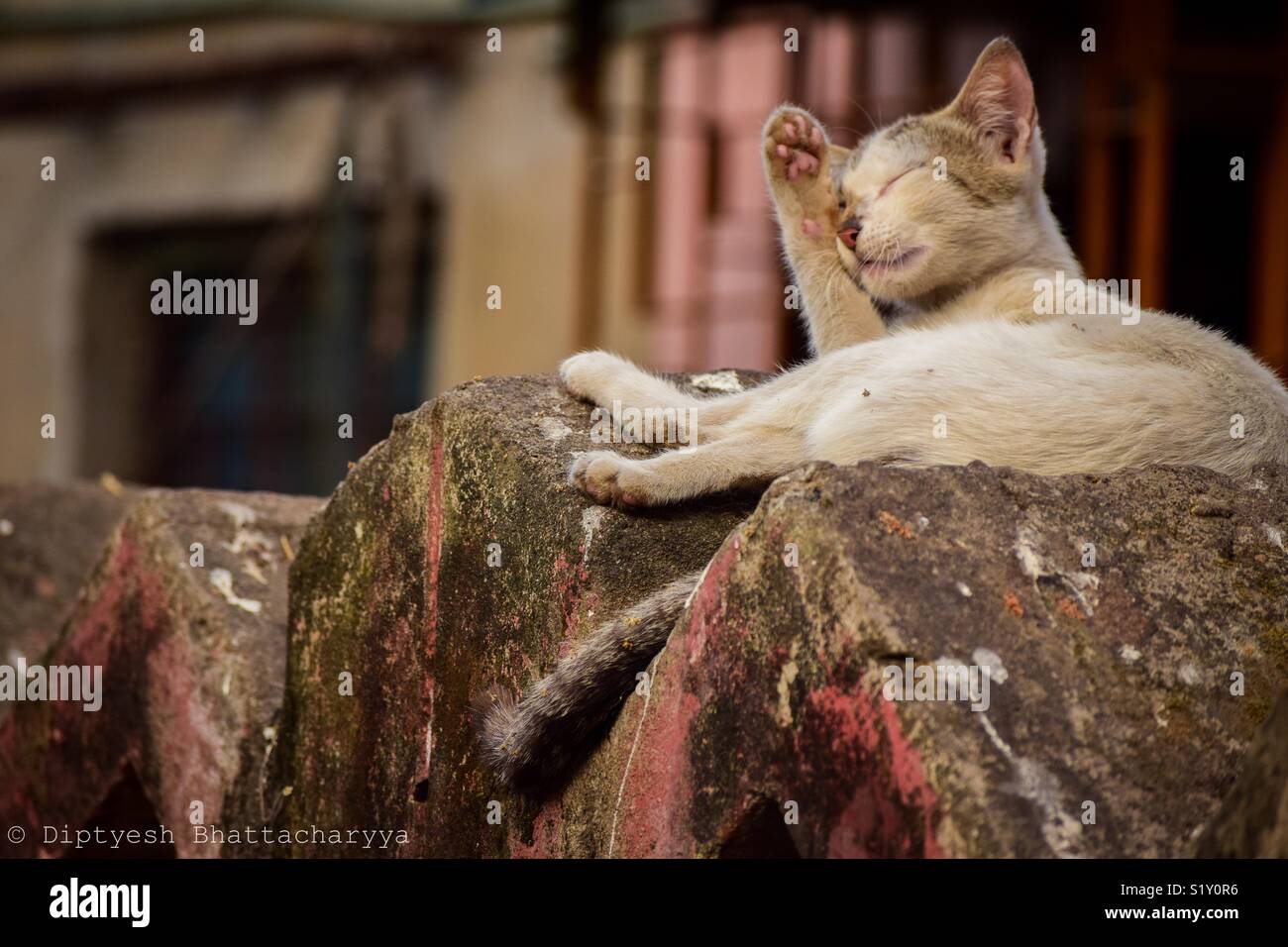 A cat in streets of Kolkata Stock Photo Alamy