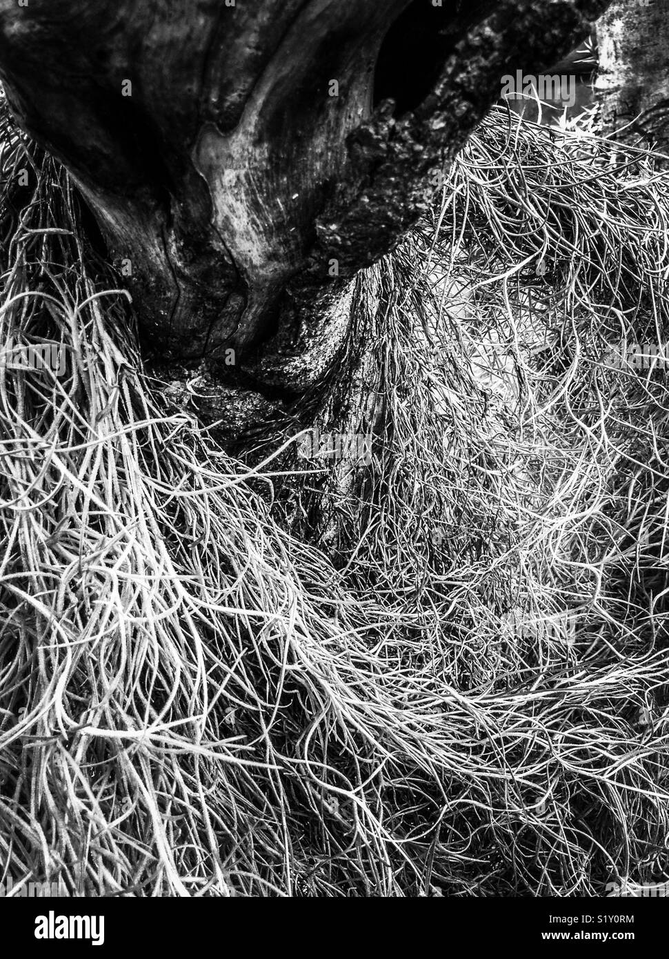 Mans beard Black and White Stock Photos & Images - Alamy
