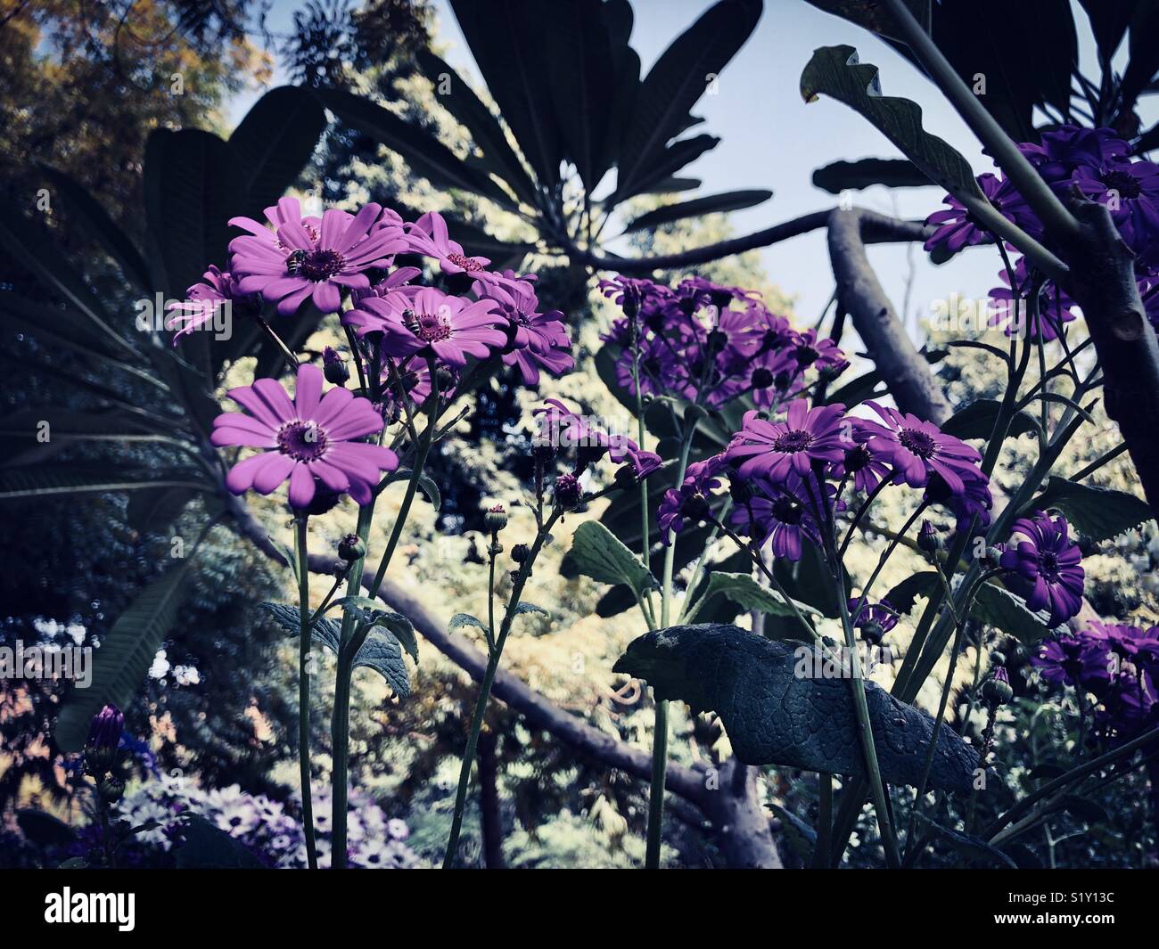 Beautiful purple flowers Stock Photo - Alamy