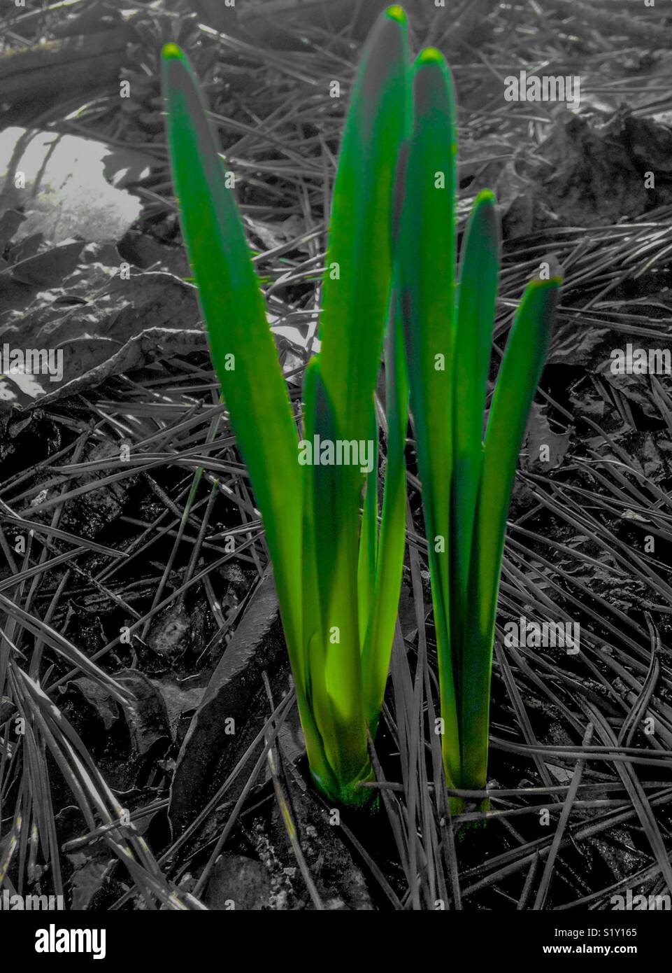 The greens of spring- crocus leaves poke through winter soil Stock Photo