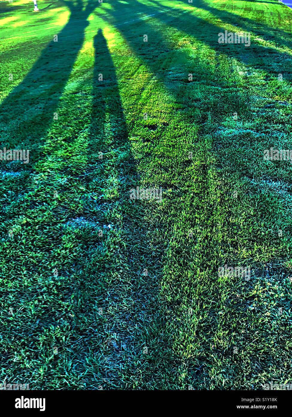 Long afternoon shadows of a man and trees - Smartphone Captured Stock Image