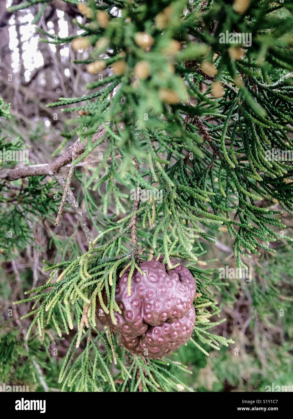 Eastern Red Cedar Gall, caused by Gymnosporangium juniperi-virginianae - Smartphone Captured Stock Image