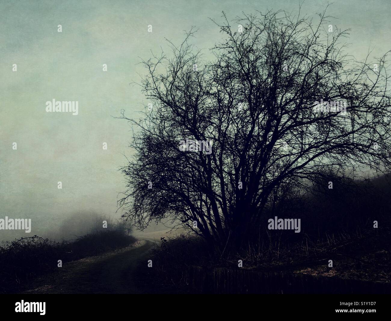 Leafless tree on a foggy morning - Smartphone Captured Stock Image