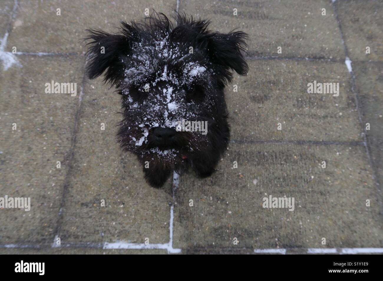 Miniature Schnauzer puppy having fun in the snow Stock Photo Alamy