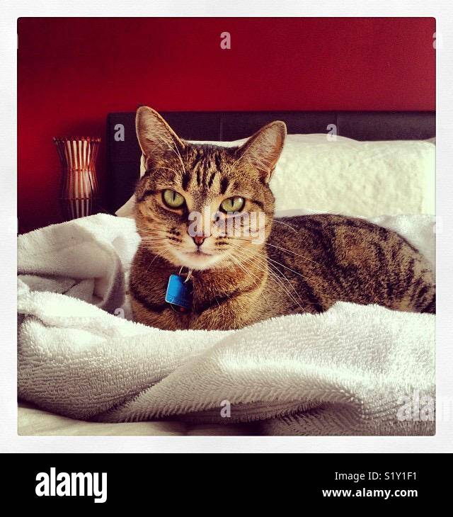 Cat in bed Stock Photo Alamy