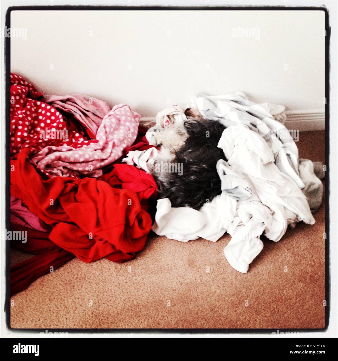 Dog sleeping in dirty laundry hires stock photography and images Alamy