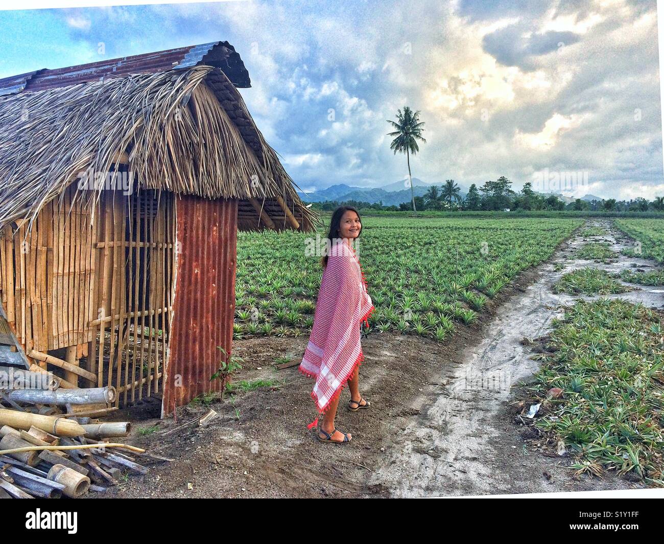 Pineapple plantation in South Cotabato, Mindanao, Philippines Stock Photo