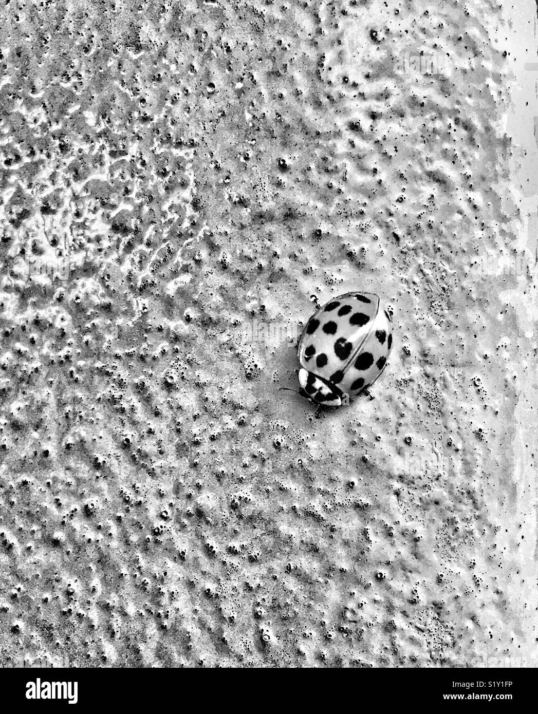 Asian lady beetle against textured wall Stock Photo