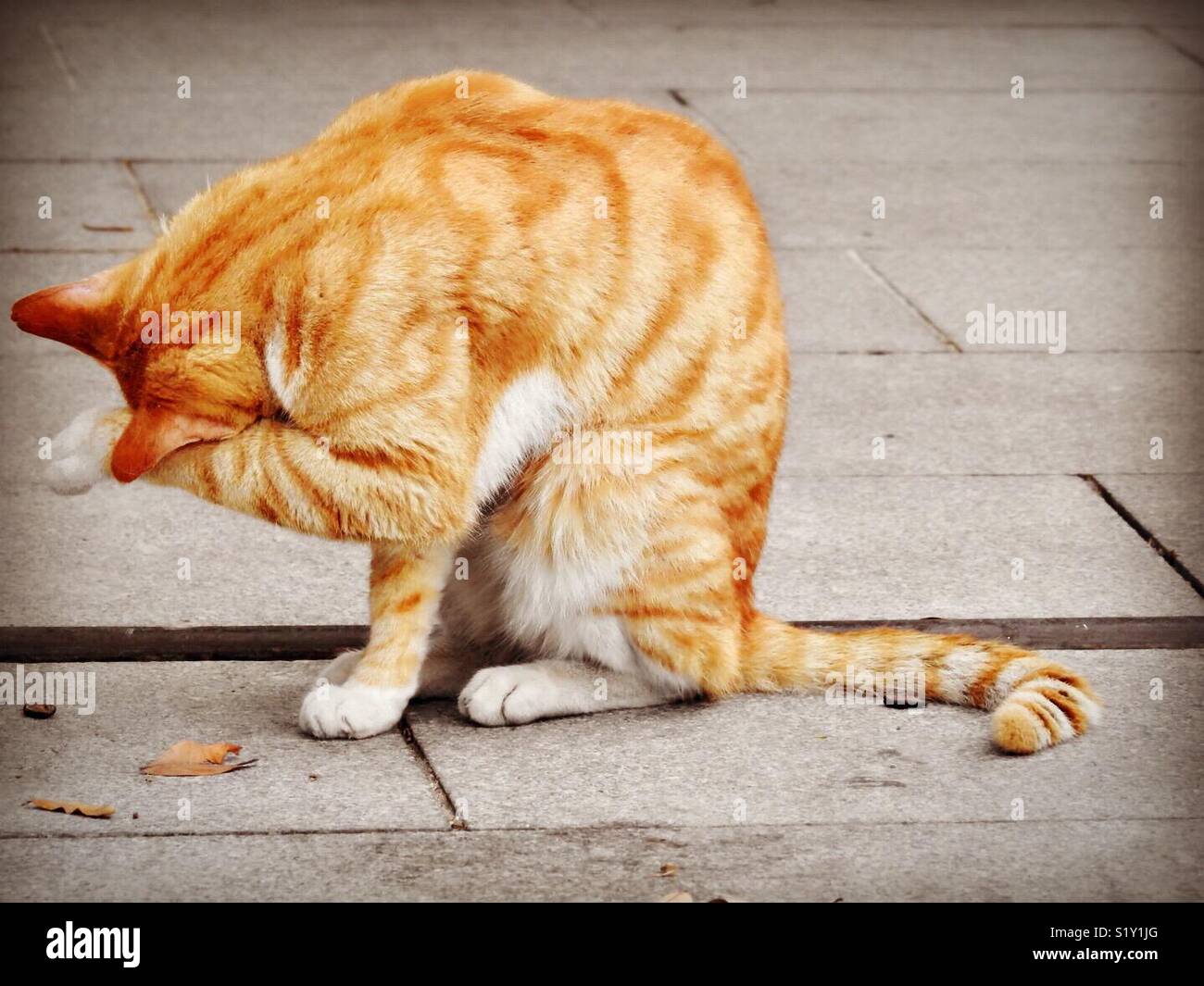 Shy cat doesn't want to take a photo Stock Photo Alamy