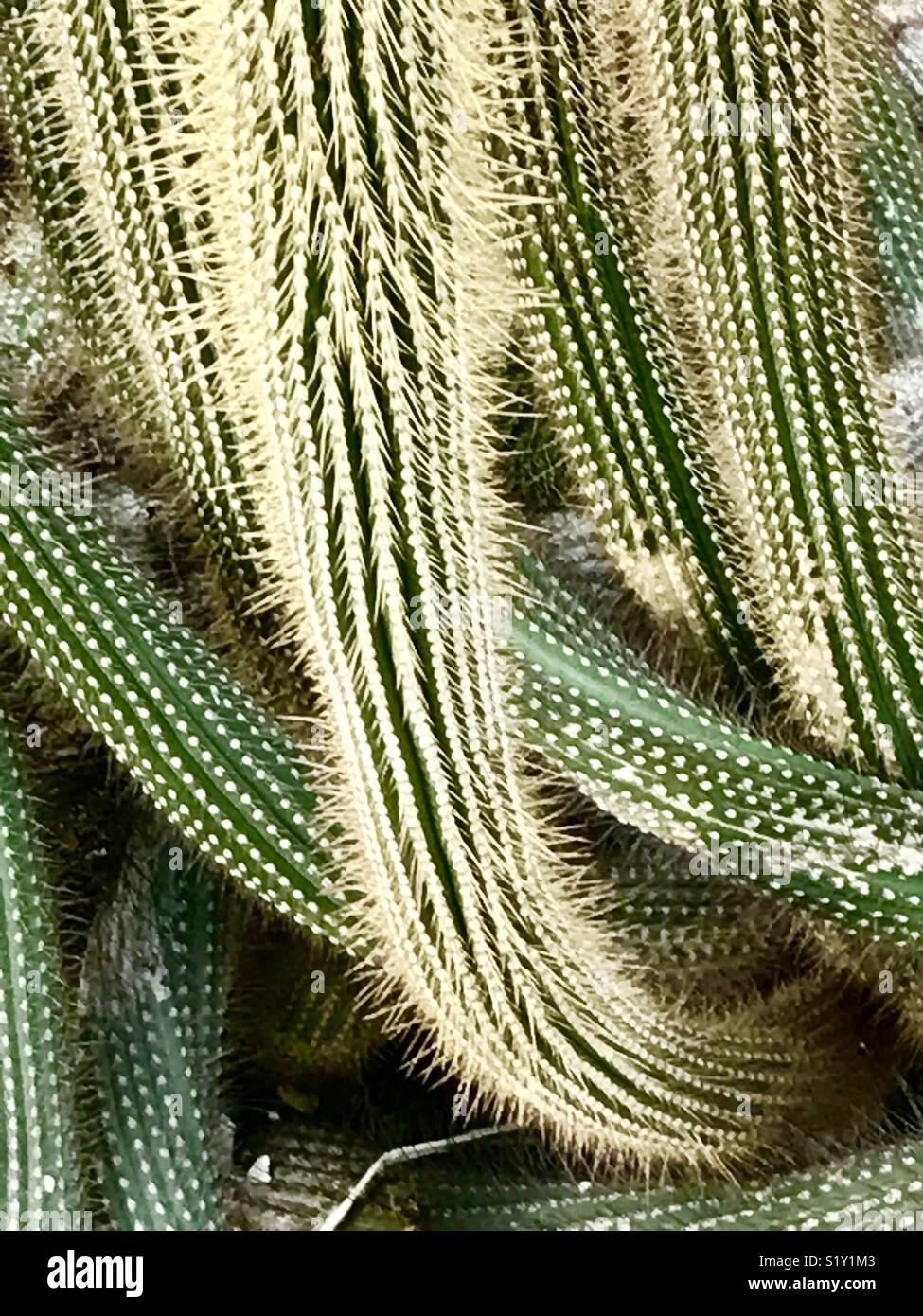 Cactus - Smartphone Captured Stock Image