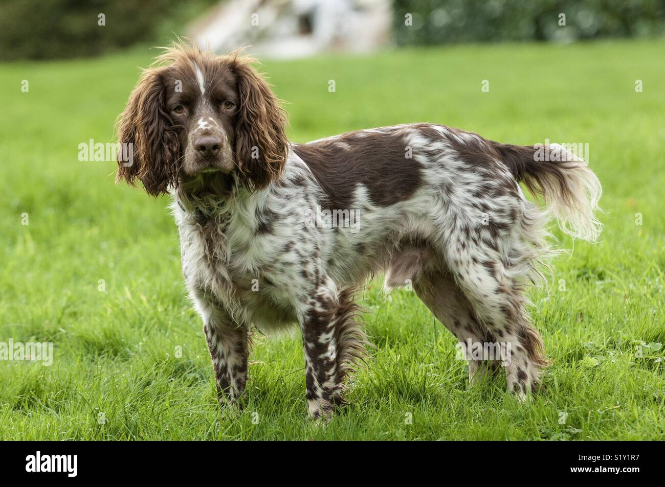 english springer spaniel working dog