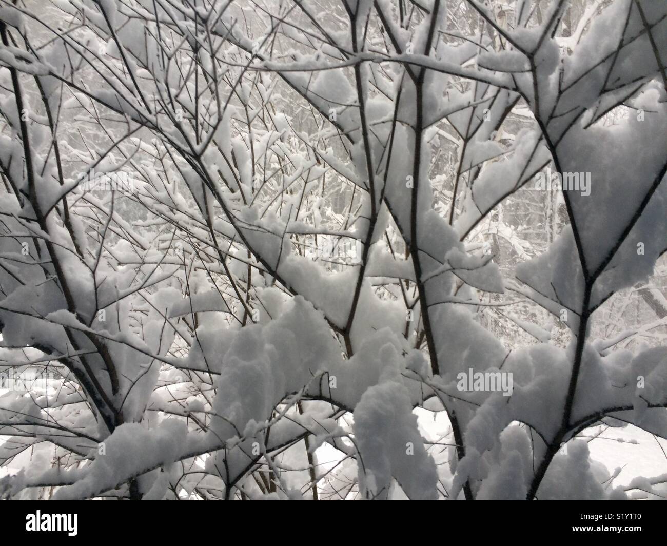 Tree branches snow hi-res stock photography and images - Alamy