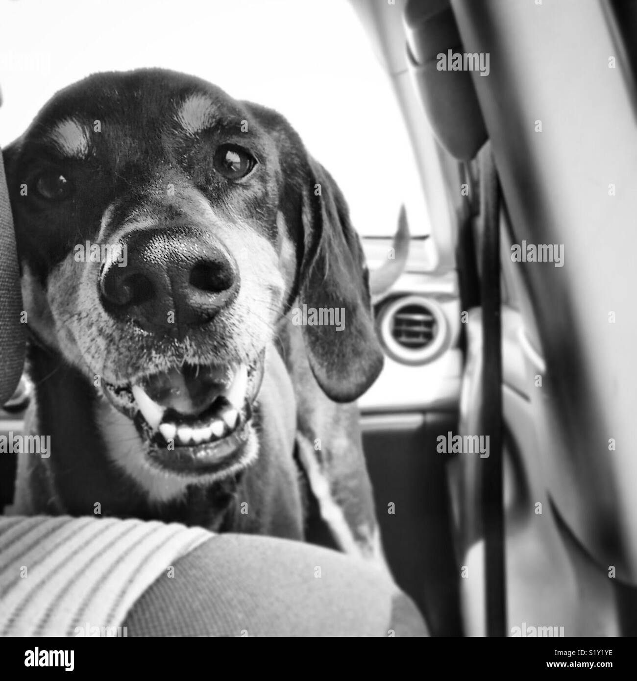 happy hound dog