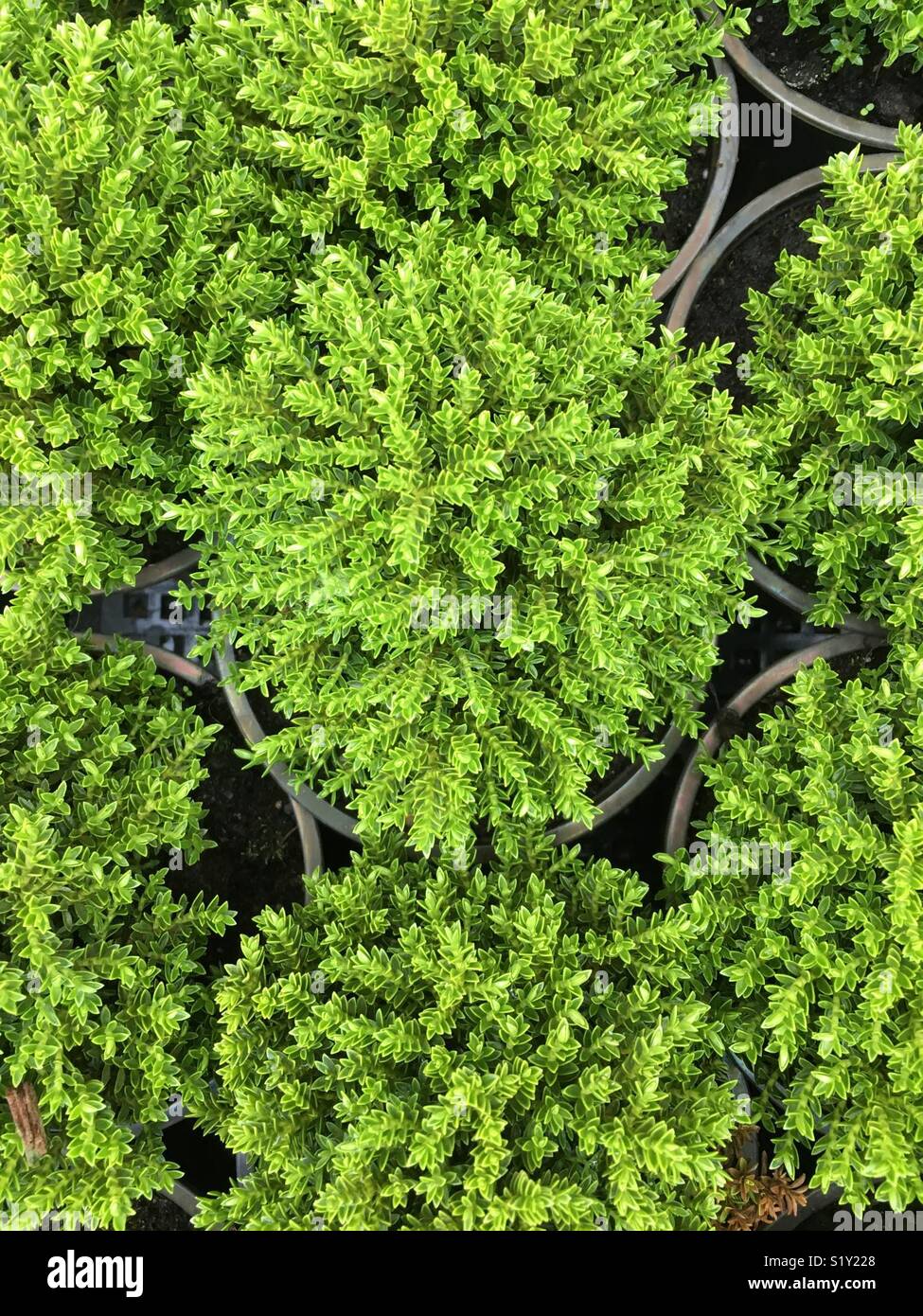 green house plants Stock Photo Alamy