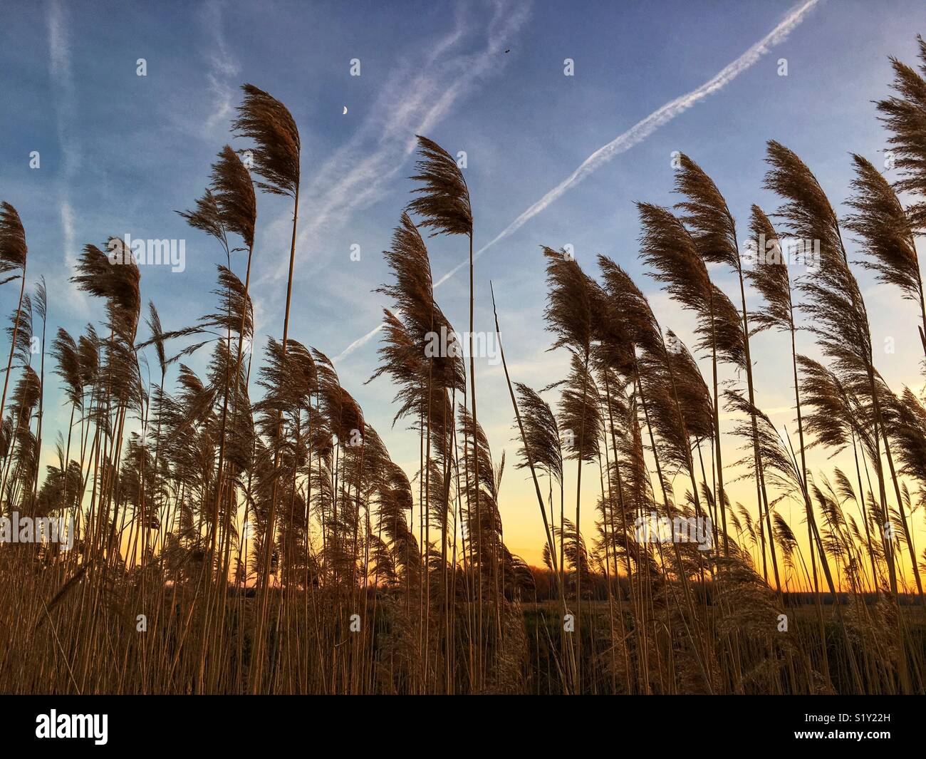 reed field in sunset Stock Photo