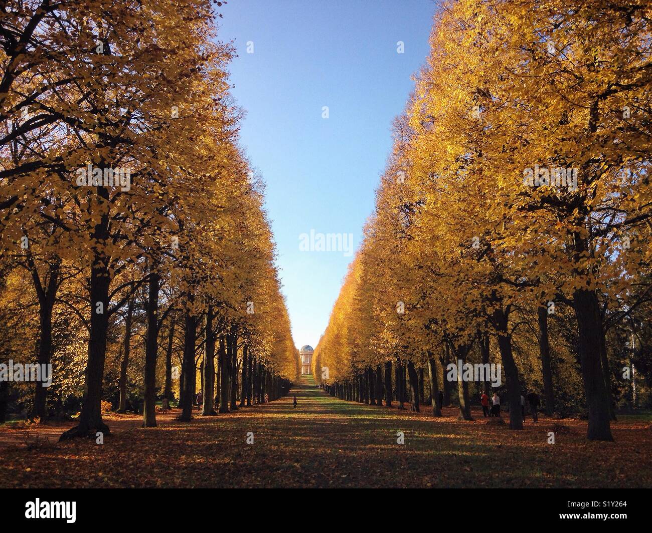 Goldener baum baum hi-res stock photography and images - Alamy